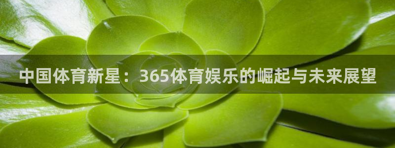中国体育新星：365体育娱乐的崛起与未来展望